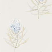 Sanderson Tapet Protea Flower China Blue/Canvas