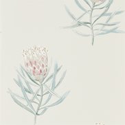 Sanderson Tapet Protea Flower Porceelain/Blush